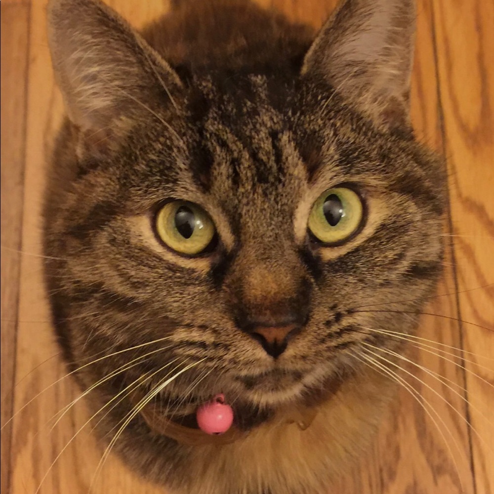 Meet your Posher, Chung-hsien